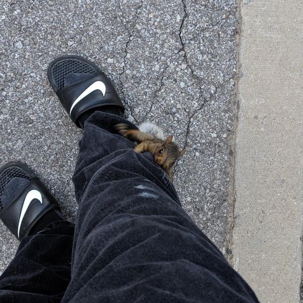Done Right Pest and Wildlife Control