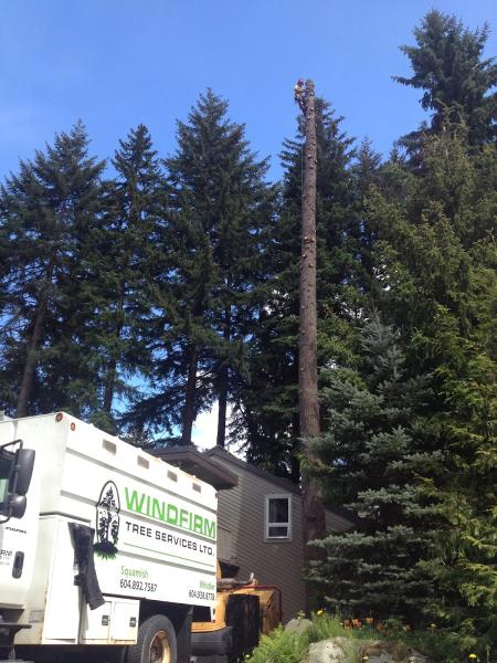 Windfirm Tree Services Ltd