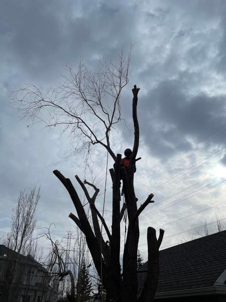 Boreal Tree Service