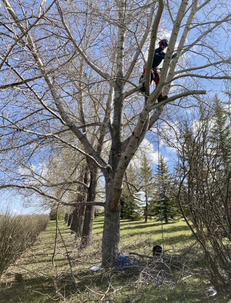 Boreal Tree Service