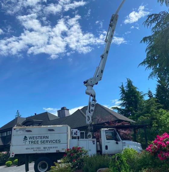 Western Tree Services