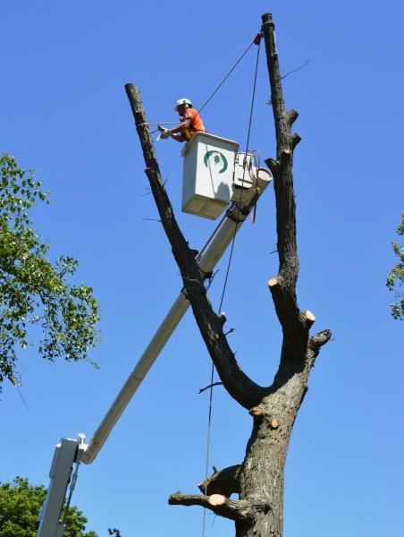 Guardian Tree Systems Inc