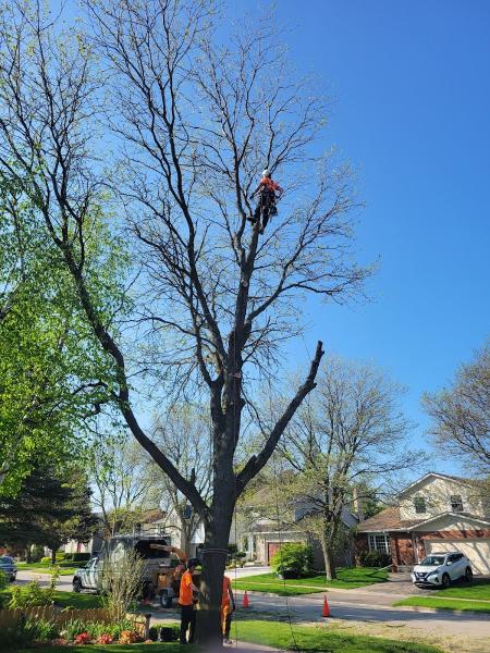 Capella Tree Service