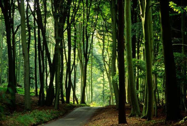 Les Aménagements Forestier Côté