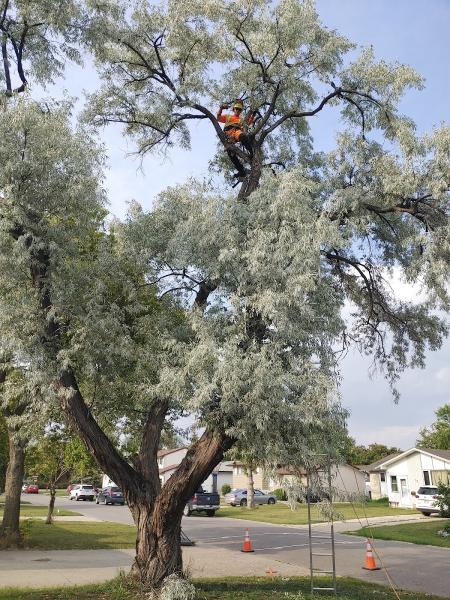 Penner Trees