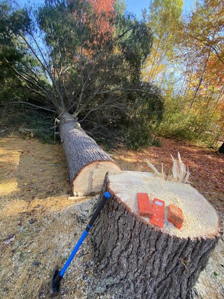 Elite Tree Services Stittsville