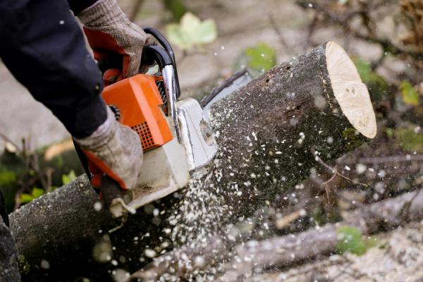 Tree Removal Saskatoon