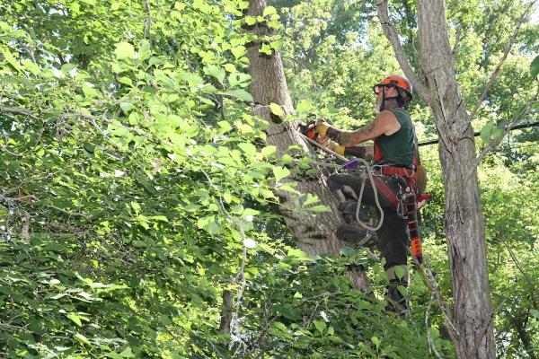 Ottawa Canopy Tree Service