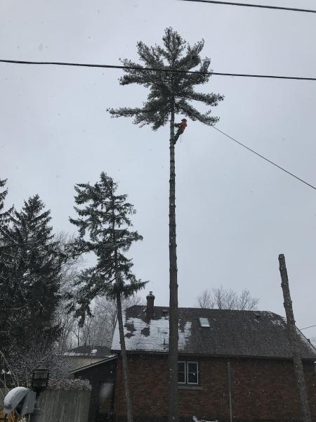 Tomahawk Tree & Service