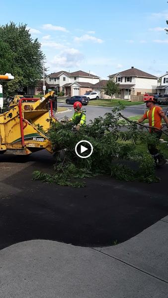 Eco Tree Care