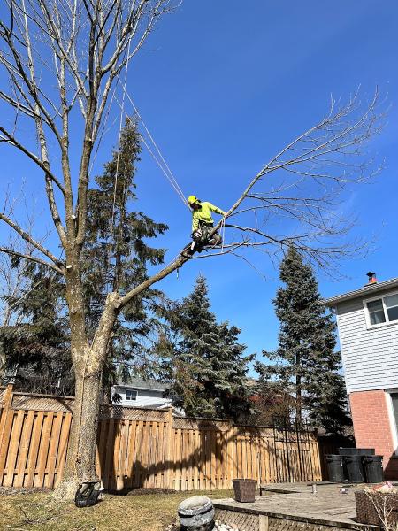 A+ Tree Service Inc.