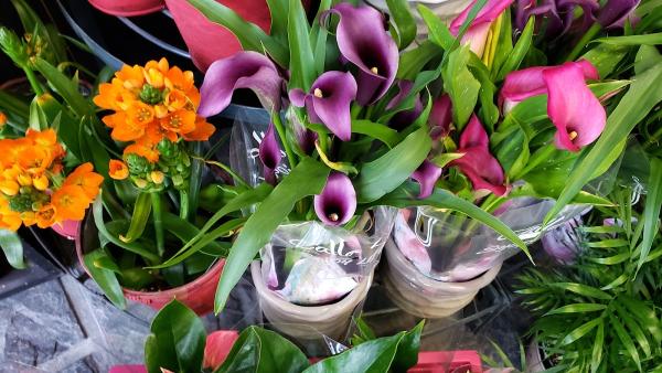 Centre de Jardin Alain Carrier Paysagiste