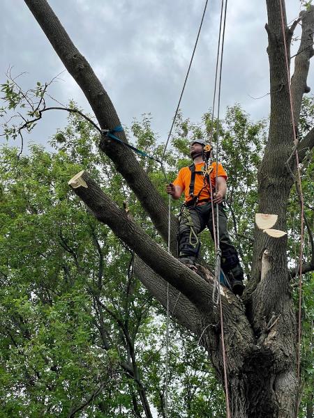 Gallant Tree Services