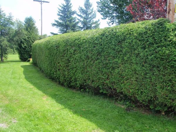 Rayzor Hedges