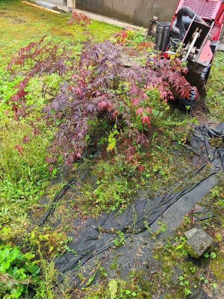 Stump Shredder