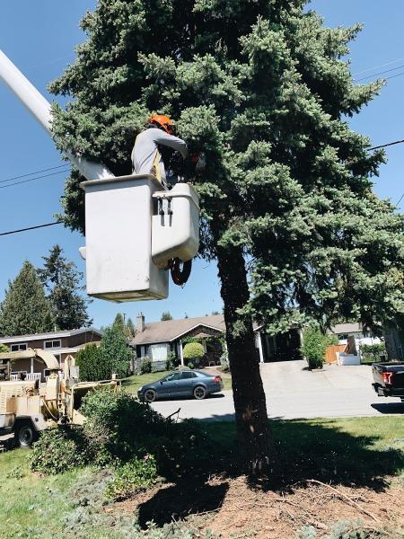 Diamond Tree Service