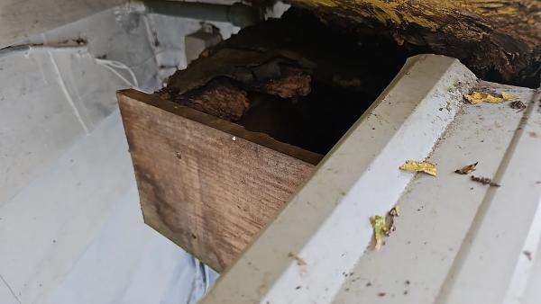 Emergency Pest Control Barrie