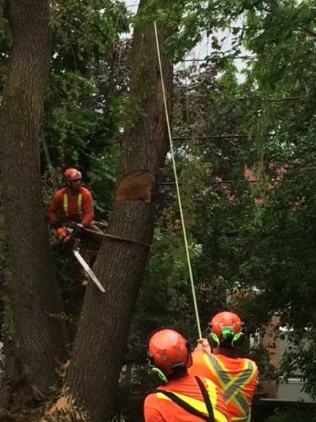 Hanet Tree Service