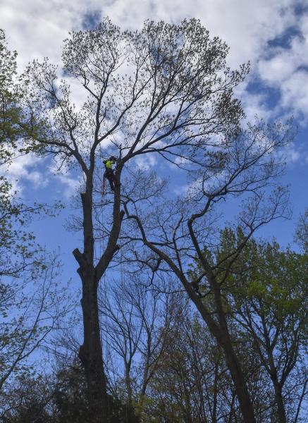 The Tree Removal Company