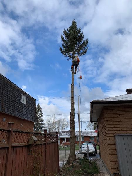 The Tree Removal Company