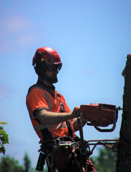 Crown Arborists