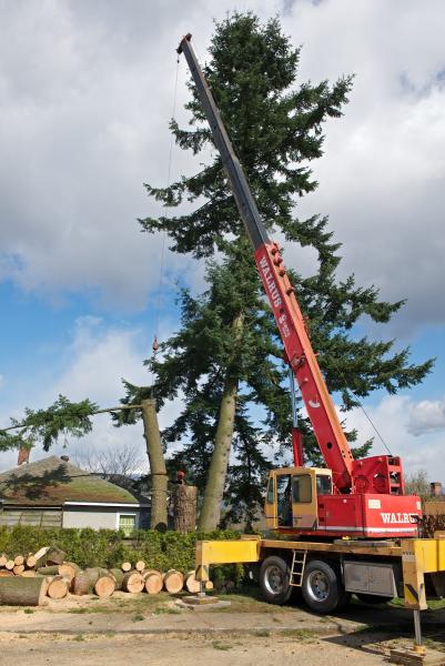 Wilson Tree Care