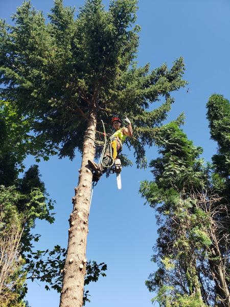 Yard By Yard Lawn & Tree Care