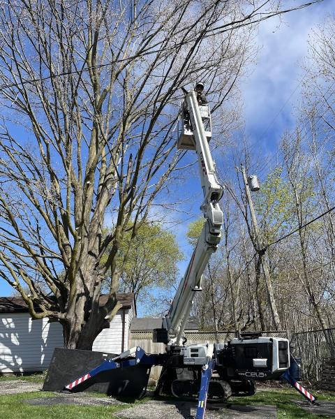 Woodland Tree Service