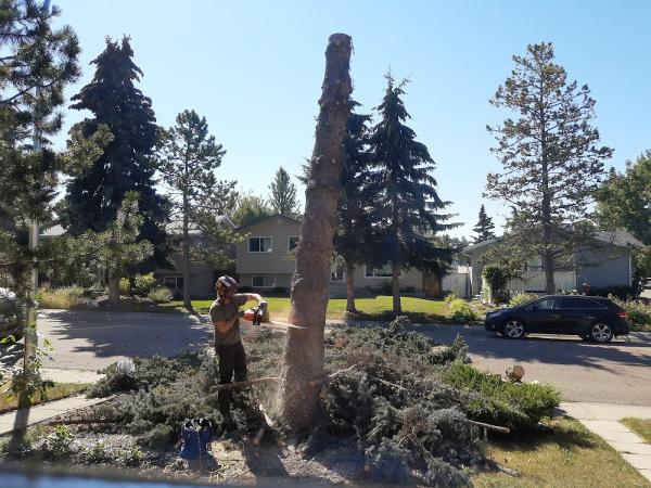 Regen Tree Service