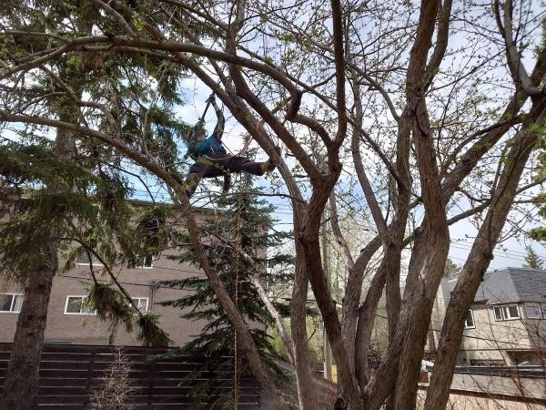 Regen Tree Service
