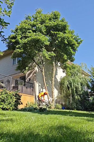 Groves Tree Service