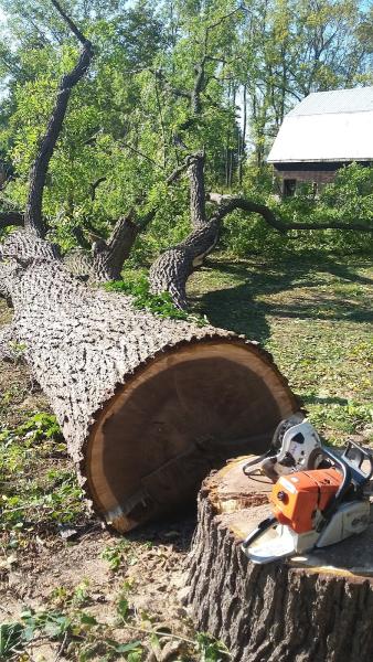 Northern Shores Tree Care