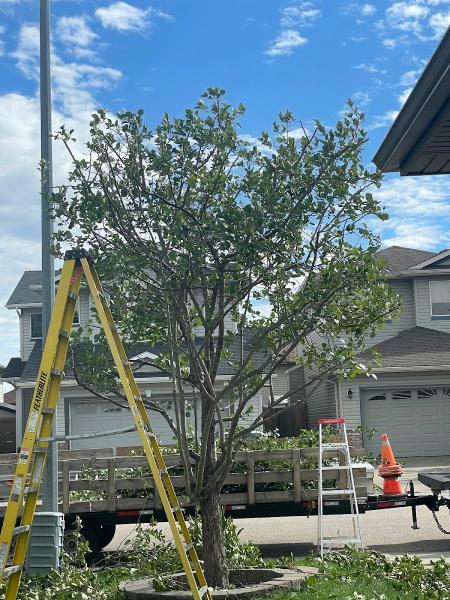 Red Willow Tree Service