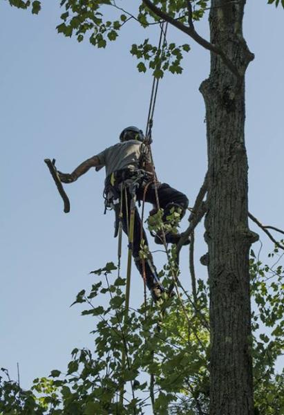 La Cime Arboriculture