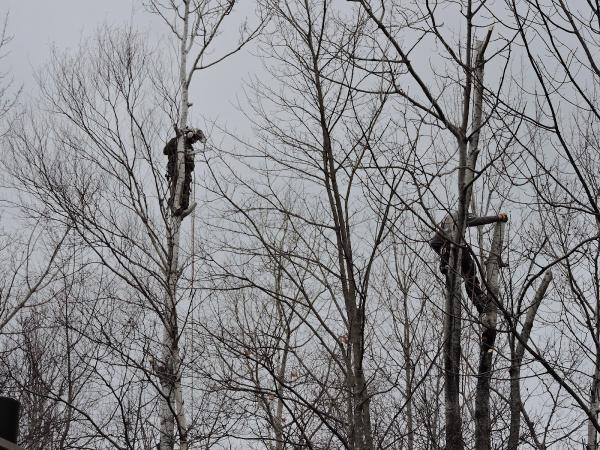 La Cime Arboriculture