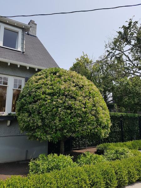 Agile Hedge and Tree Service