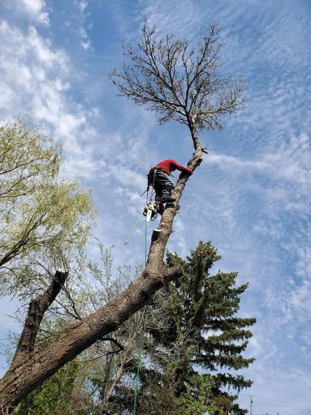 Certified Tree Services