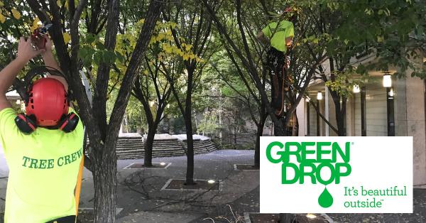 Green Drop Tree Care