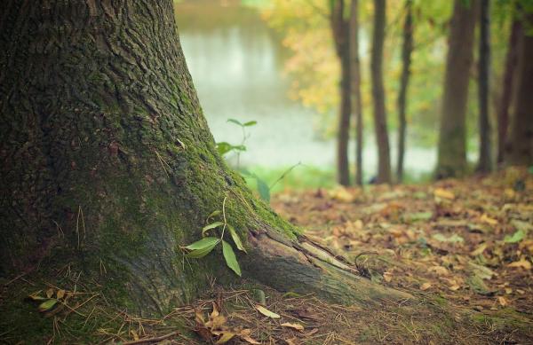 Tower Tree Services