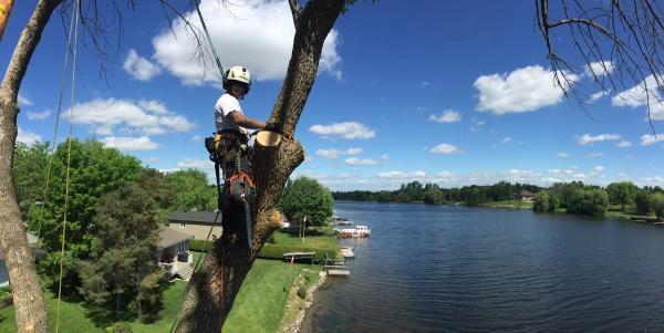 Tower Tree Services