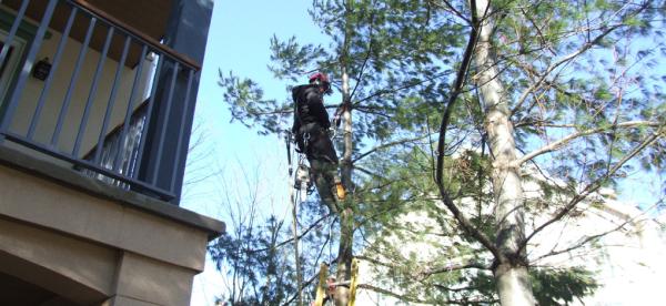 Scie Mon Arbre Inc