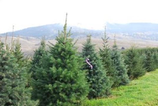 Woodhaven Tree Farm & Tree Movers