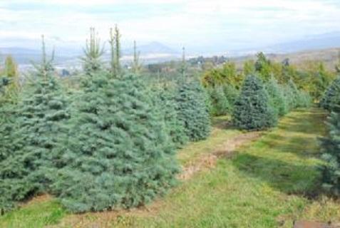 Woodhaven Tree Farm & Tree Movers