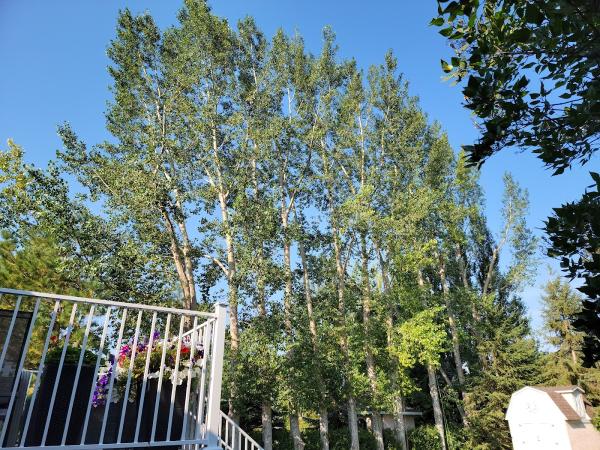 Tilly's Tree Services Inc.