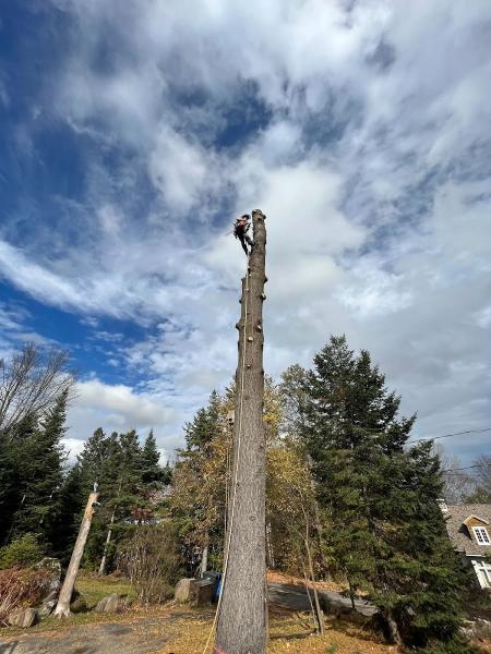 Arboriculture Lapointe Inc.