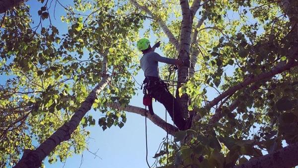 Symmetree Arborist Services