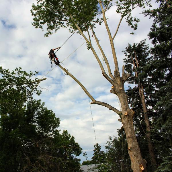 Symmetree Arborist Services