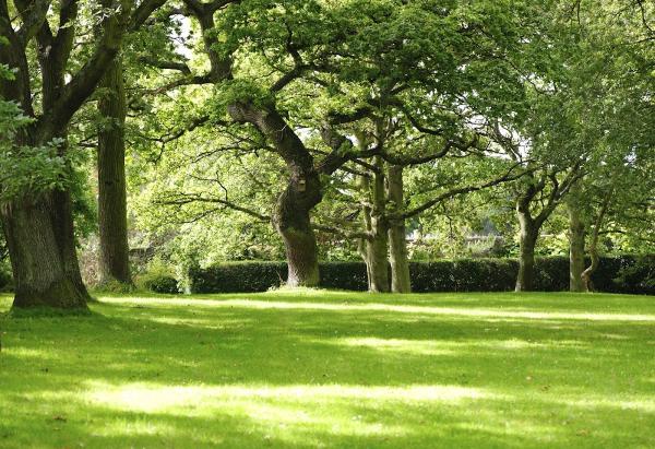 Zen Tree Care Consulting