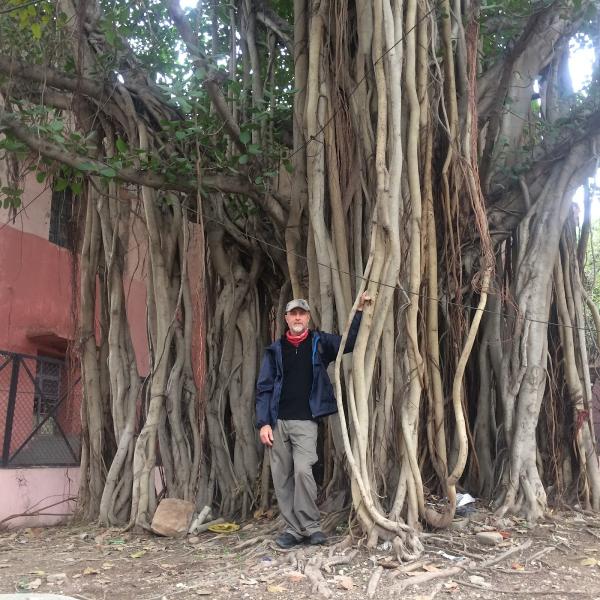 Zen Tree Care Consulting