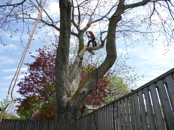 Zen Tree Care Consulting